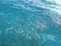 Fish at Shipwreck