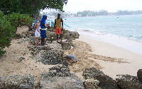 Turtle laying eggs