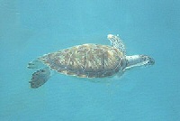 hawksbill turtle